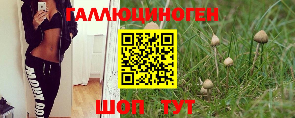 закладки  Черняховск  Галлюциногенные грибы MAGIC MUSHROOMS 